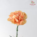 Carnation Cream Cup 18-20 Stems - Pudu Ria Florist Southern