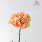 Carnation Cream Cup 18-20 Stems - Pudu Ria Florist Southern