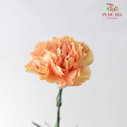 Carnation Cream Cup 18-20 Stems - Pudu Ria Florist Southern