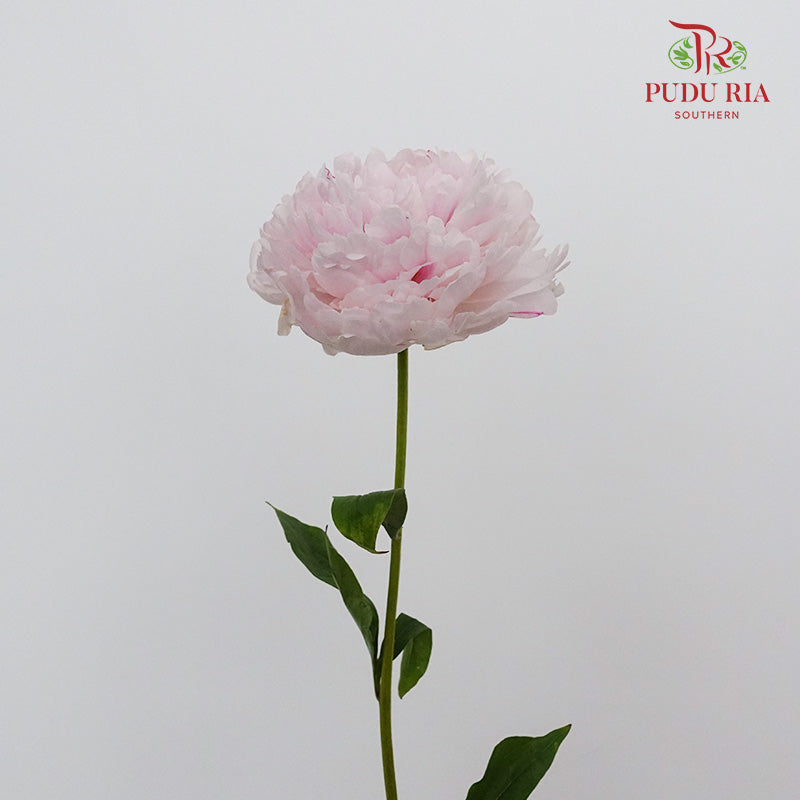 Peony White/Pink (5 stems) - Pudu Ria Florist Southern