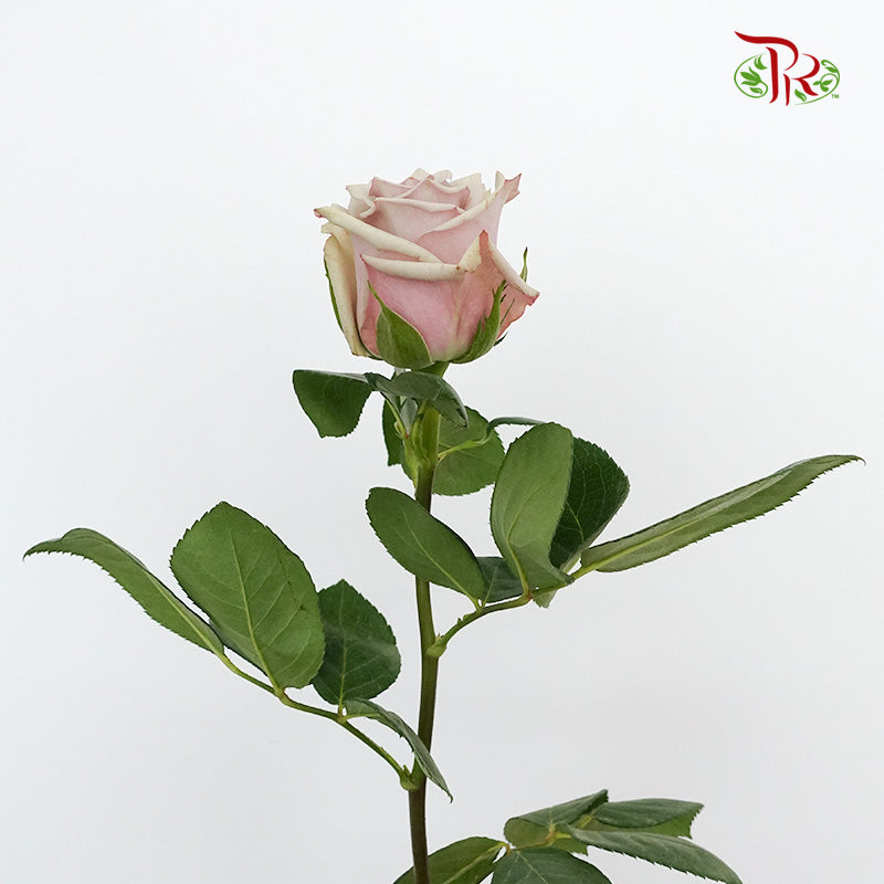 Rose Wild Moss (8-10 Stems) - Pudu Ria Florist Southern