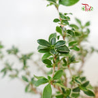 Serissa Variegated (S) - Pudu Ria Florist Southern