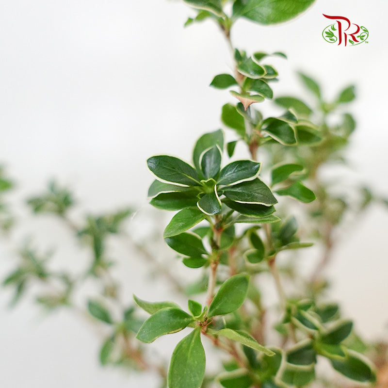 Serissa Variegated (S) - Pudu Ria Florist Southern