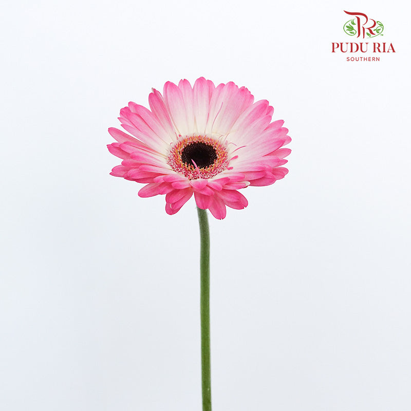 Gerbera White/Purple (8-10 Stems) - Pudu Ria Florist Southern