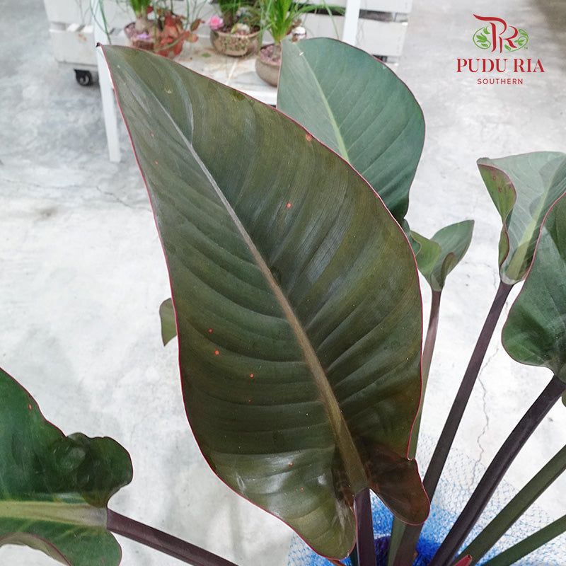 Philodendron Red Congo - Pudu Ria Florist Southern