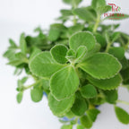 Plectranthus Tomentosa 碰碰香 - Pudu Ria Florist Southern