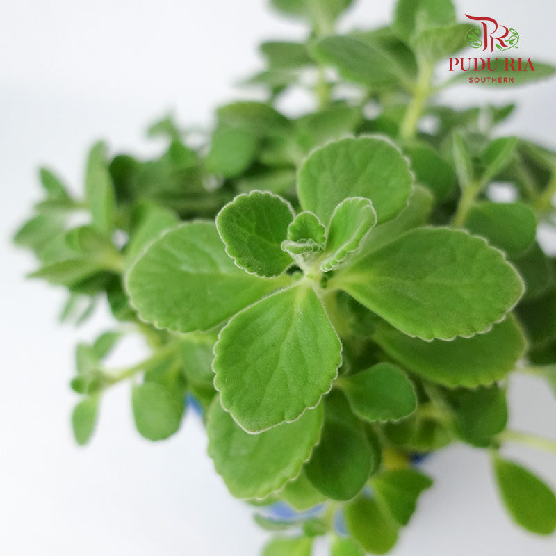 Plectranthus Tomentosa 碰碰香 - Pudu Ria Florist Southern