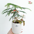 CNY Plant Happy Farm - Pudu Ria Florist Southern
