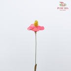 Dry Violet - Red - Pudu Ria Florist Southern