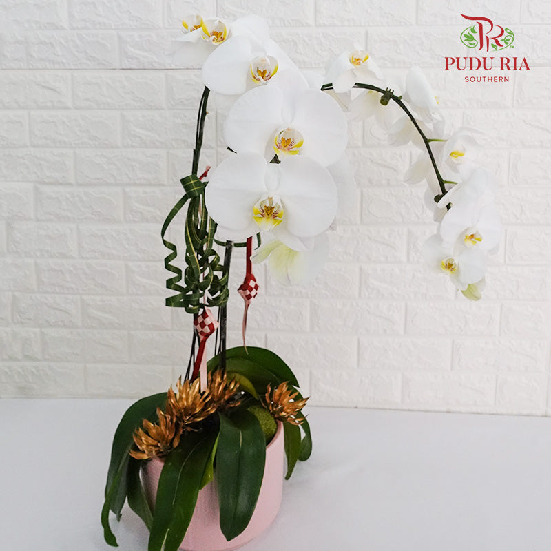 Hari Raya Phalaenopsis Orchid Arrangement (2 stems) - Pudu Ria Florist Southern