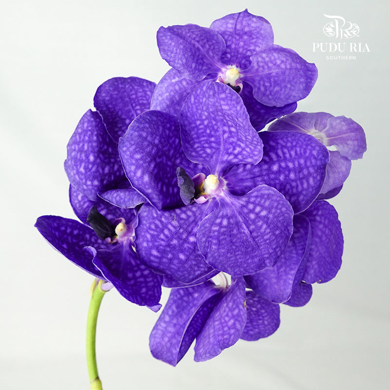 Vanda Orchid Blue - per stem - Pudu Ria Florist Southern