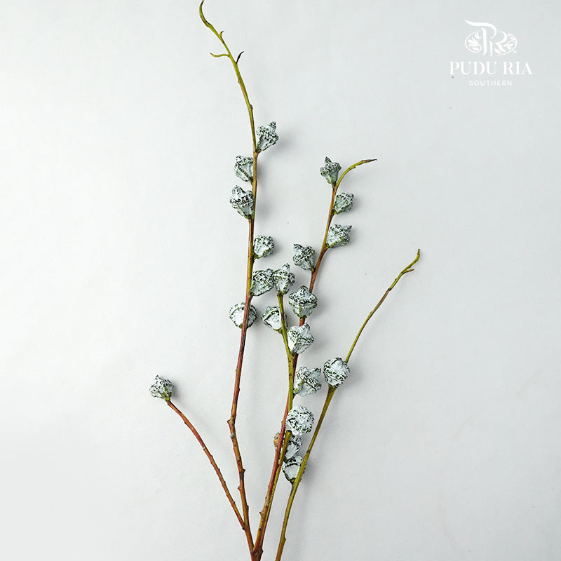 Eucalyptus nut - Pudu Ria Florist Southern