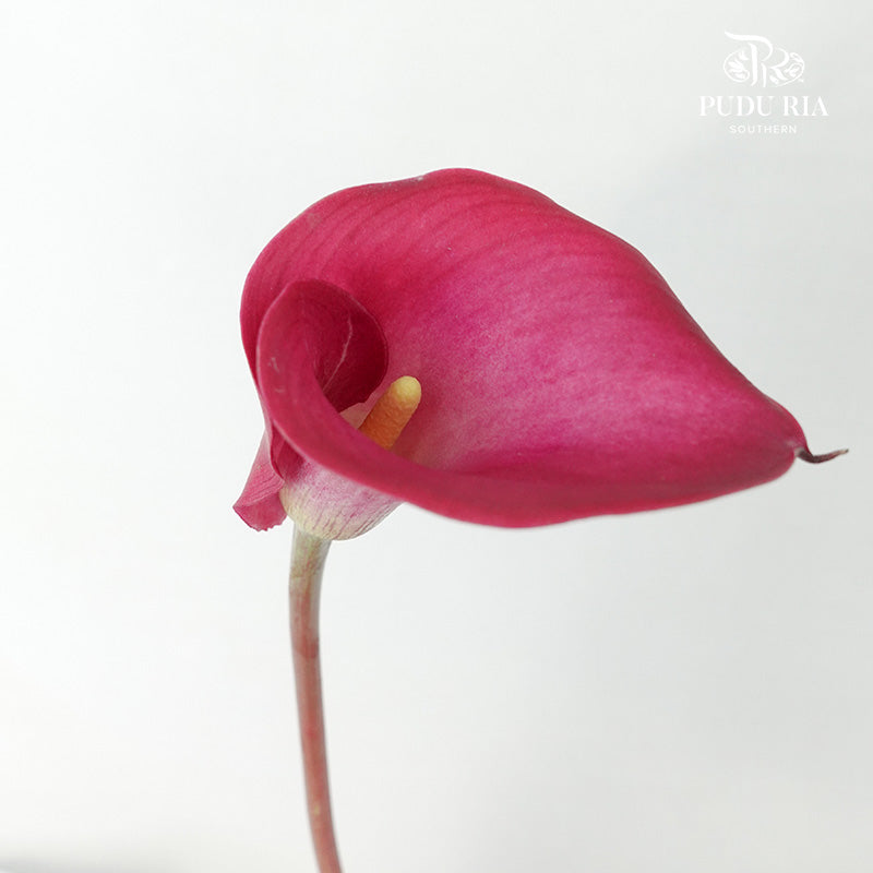 Calla Lily Cherry Pink - 5 Stems - Pudu Ria Florist Southern