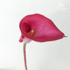 Calla Lily Cherry Pink - 5 Stems - Pudu Ria Florist Southern
