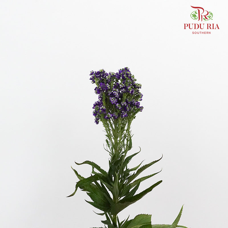 Veronica Spray - Pudu Ria Florist Southern