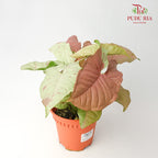 Syngonium Milk Confetti - Pudu Ria Florist Southern