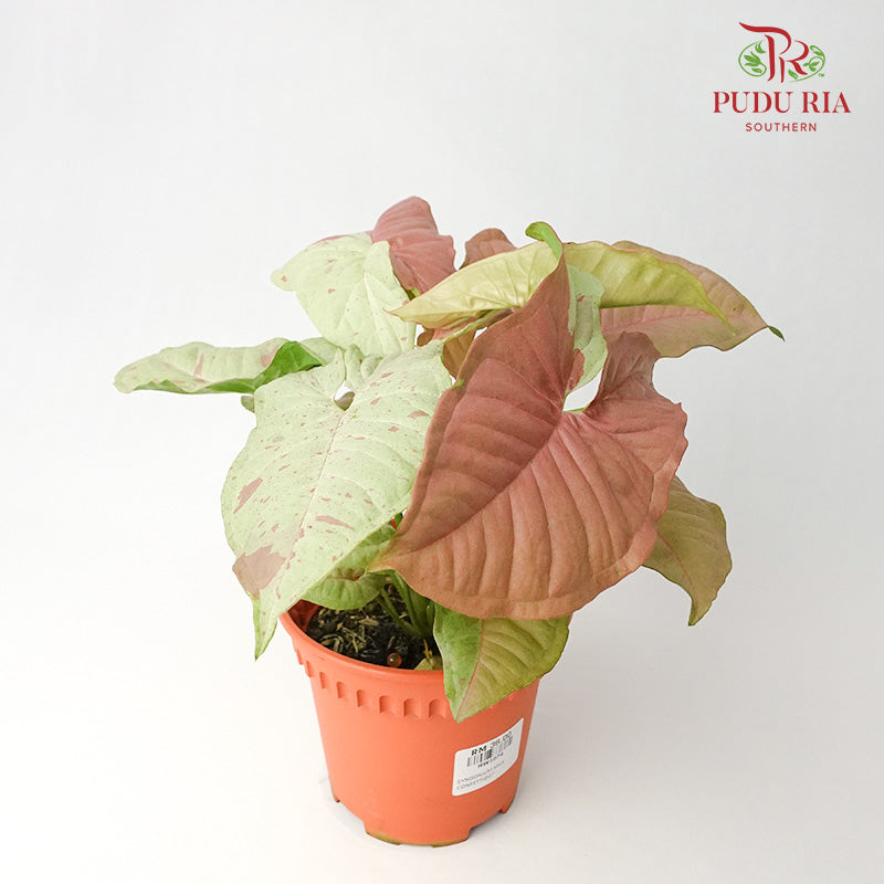 Syngonium Milk Confetti - Pudu Ria Florist Southern