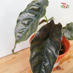 Alocasia Azlanii - Pudu Ria Florist Southern