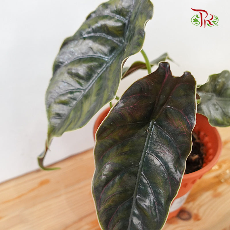 Alocasia Azlanii - Pudu Ria Florist Southern