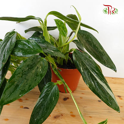 Monstera Standleyana - Pudu Ria Florist Southern