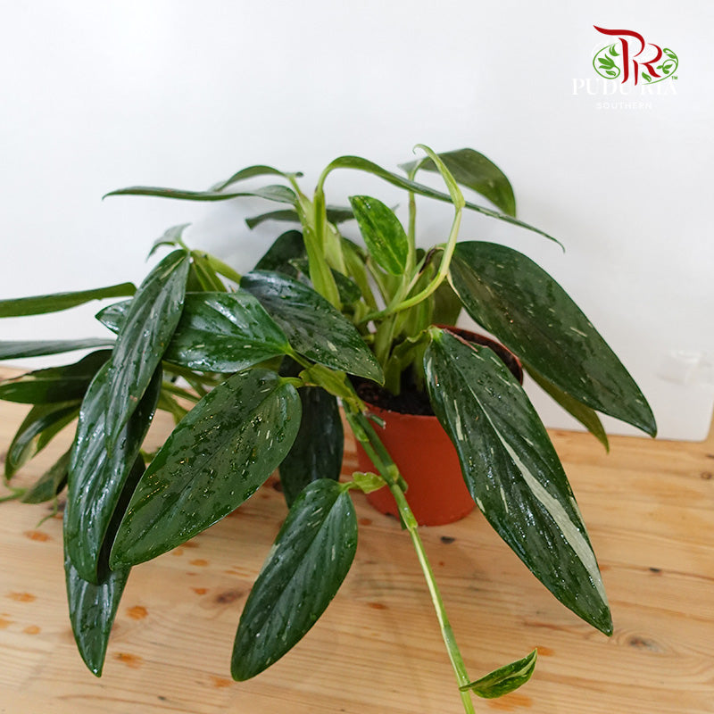 Monstera Standleyana - Pudu Ria Florist Southern