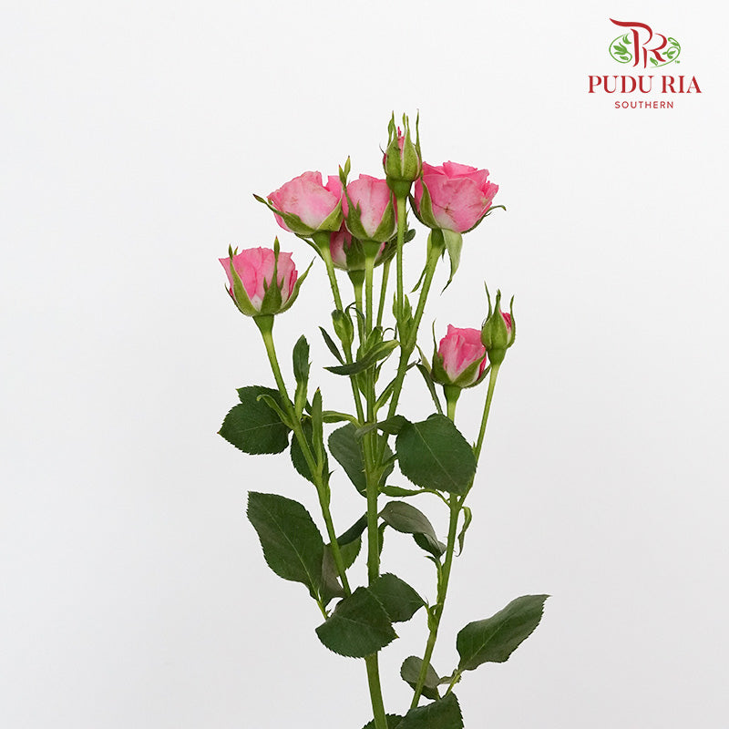 Rose Spray Cherry Pink (8-10 Stems) - Pudu Ria Florist Southern