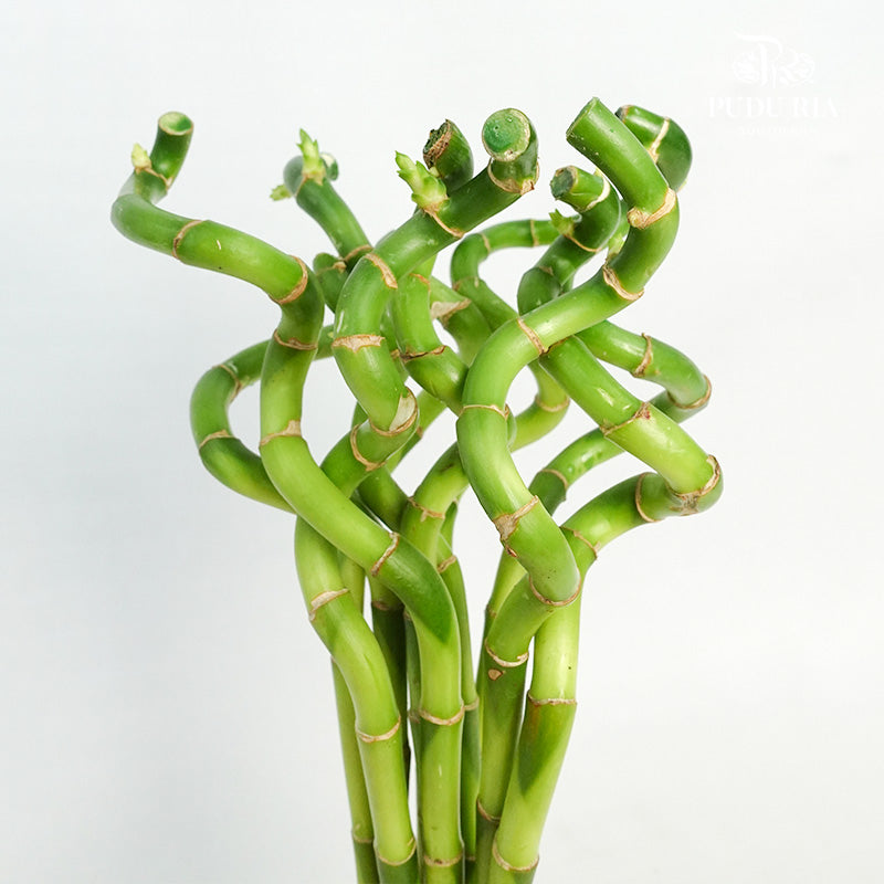 Lucky Bamboo 40cm - 转运竹 - Pudu Ria Florist Southern