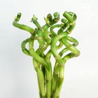 Lucky Bamboo 40cm - 转运竹 - Pudu Ria Florist Southern