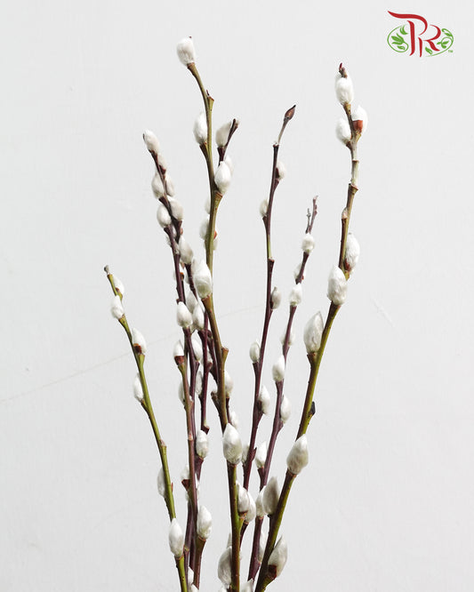 银柳 Pussy Willow White - Pudu Ria Florist Southern