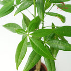 Pachira 3 plant - Pudu Ria Florist Southern
