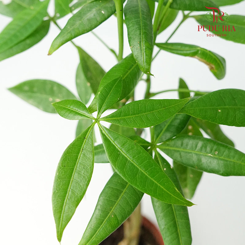 Pachira 3 plant - Pudu Ria Florist Southern