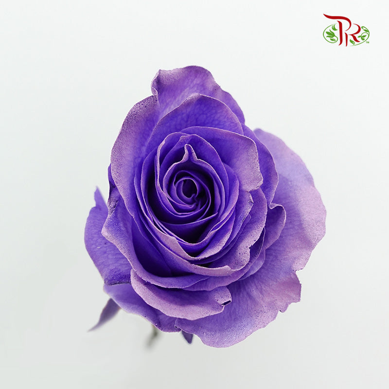 Rose Lavender (8-10 Stems) - Pudu Ria Florist Southern