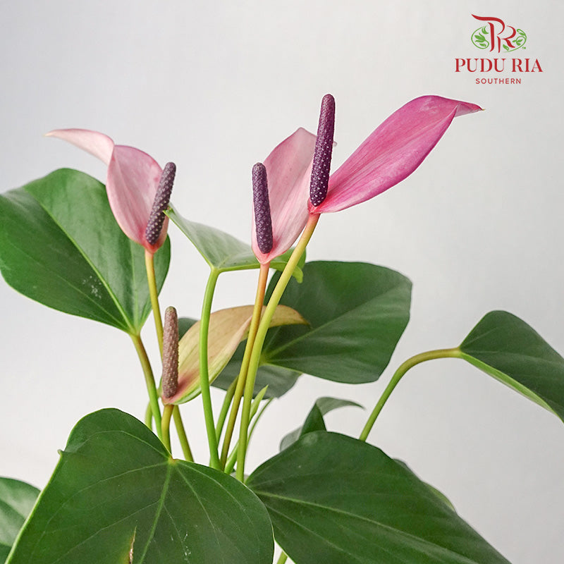 Anthurium 火鹤花 - Purple - Pudu Ria Florist Southern