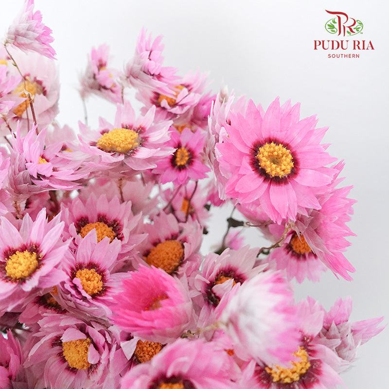 Dry Rubia - Pink - Pudu Ria Florist Southern