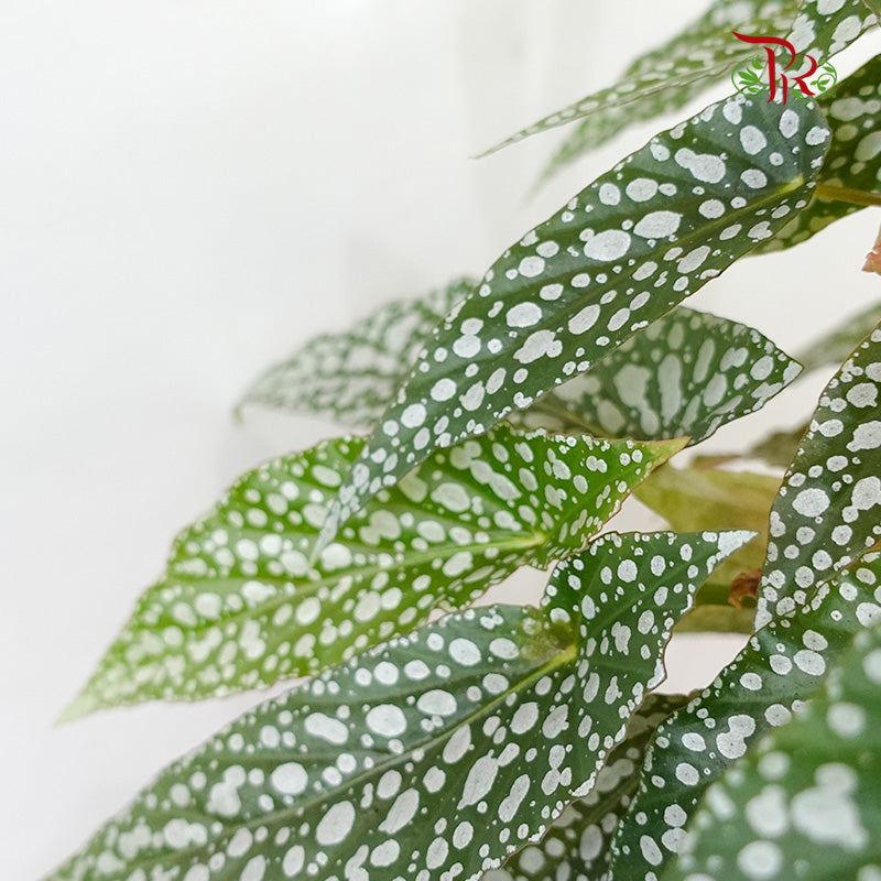 Begonia - White Ice - Pudu Ria Florist Southern