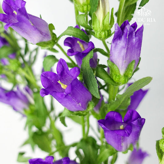 Campanula Purple - Pudu Ria Florist Southern
