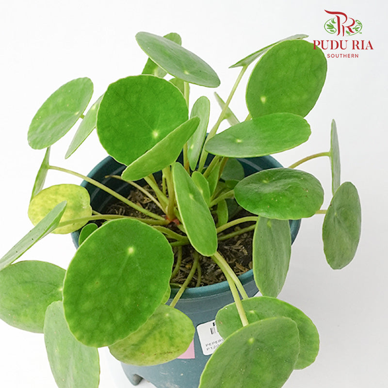 Peperomioides - Pudu Ria Florist Southern