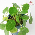 Peperomioides - Pudu Ria Florist Southern
