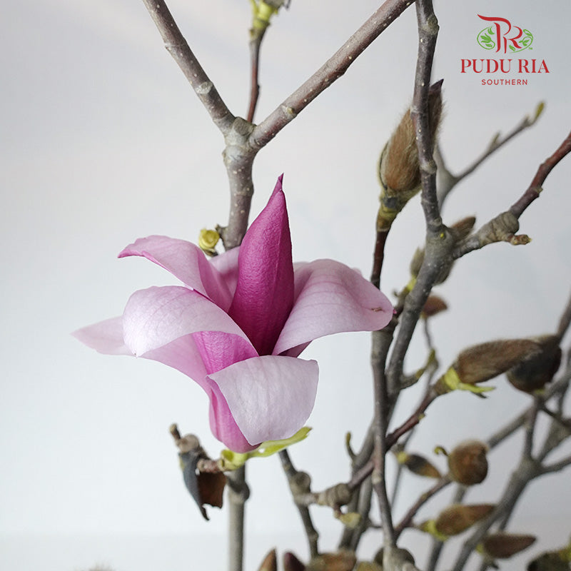 Magnolia Flower - Pudu Ria Florist Southern