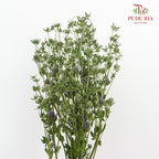 Eryngium Small - Pudu Ria Florist Southern