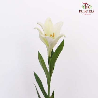 Mcdonna Lily White - Pudu Ria Florist Southern