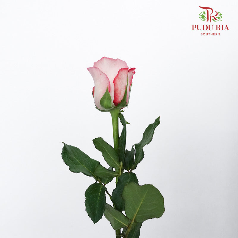 Rose Joyce (6 Stems) - Pudu Ria Florist Southern