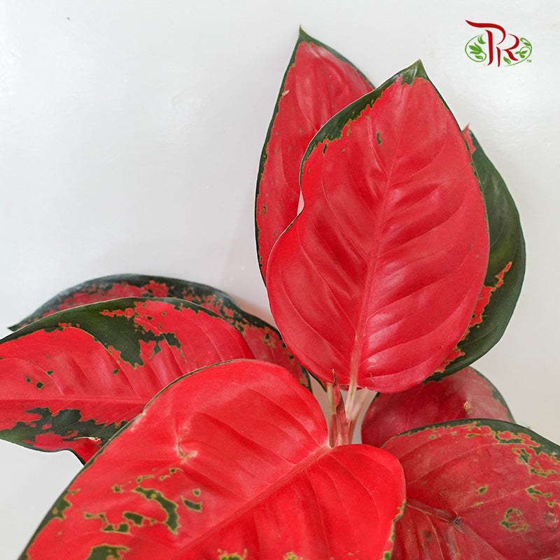 Aglaonema Eastern Red - Pudu Ria Florist Southern