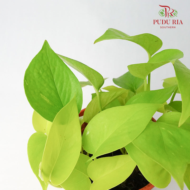 Epipremnum Money Plant Green - Pudu Ria Florist Southern