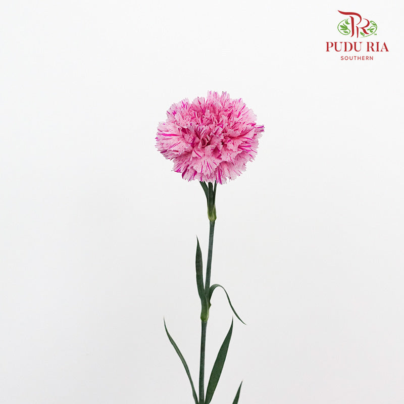 Carnation Jubille (8-10 Stems) - Pudu Ria Florist Southern