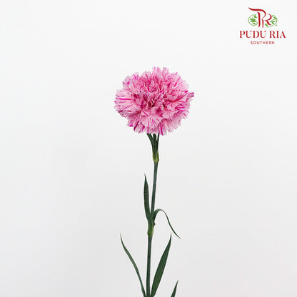 Carnation Jubille (8-10 Stems) - Pudu Ria Florist Southern