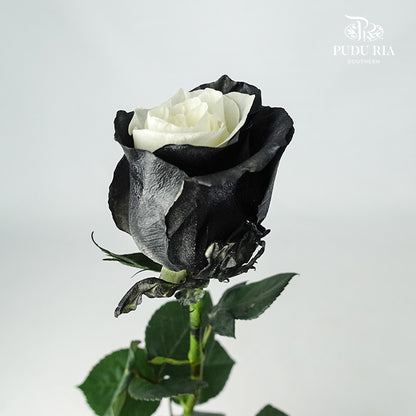 Rose Black Edge (8-10 Stems) - Pudu Ria Florist Southern