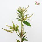Pieris Japonica White - Pudu Ria Florist Southern