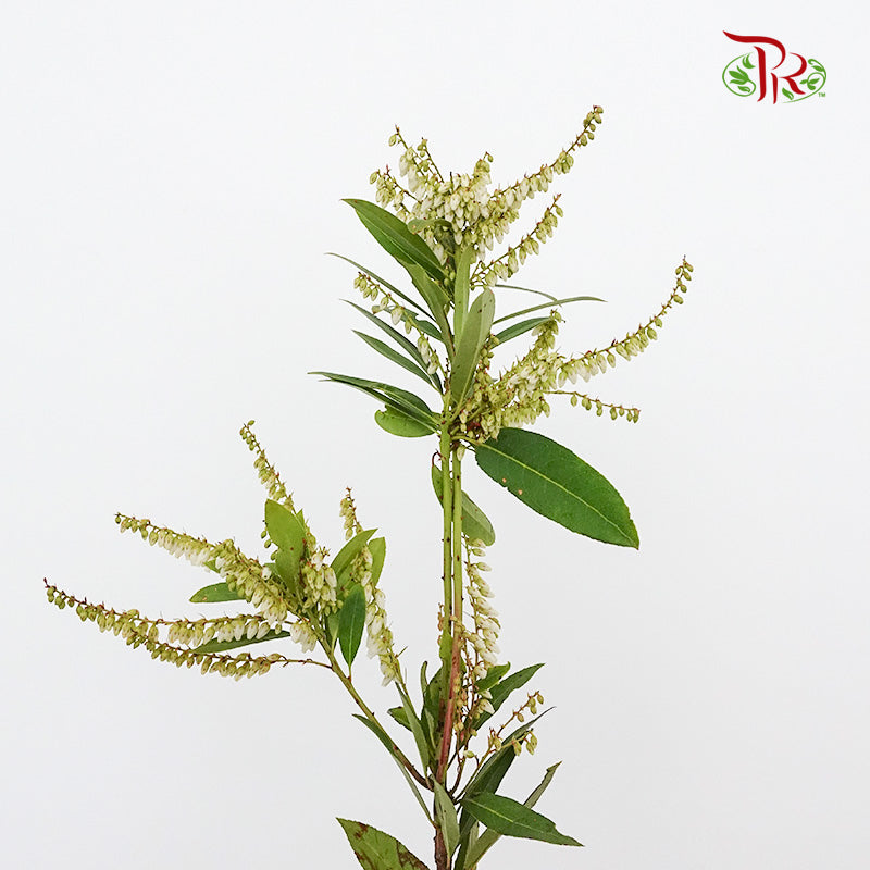 Pieris Japonica White - Pudu Ria Florist Southern