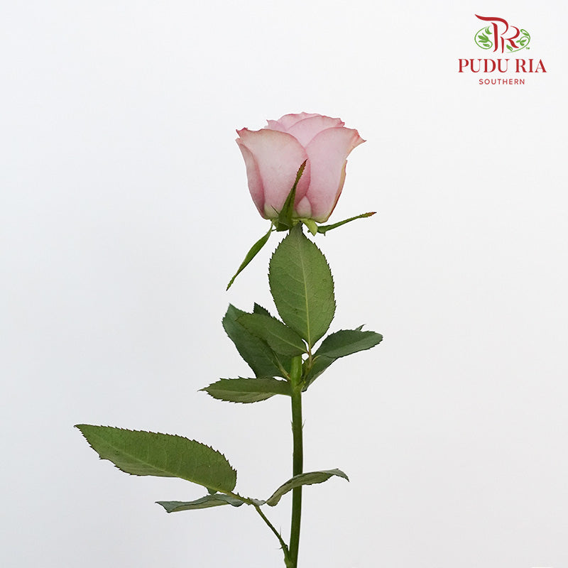 Rose Cosette (8-10 Stems) - Pudu Ria Florist Southern